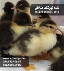 جوجه اردک اسراییلی